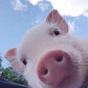 Meet your Posher, Rena